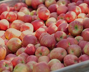 Hello Honeycrisp