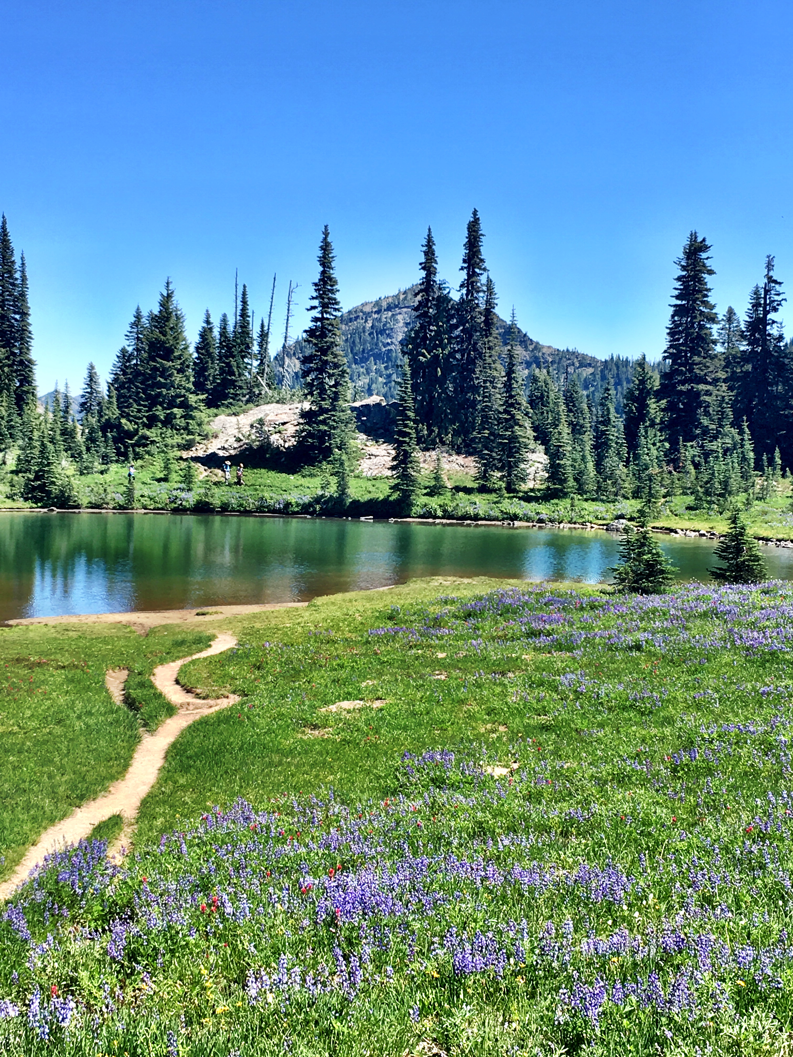 Backpacking 3 - Rainier Fruit