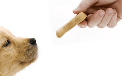Top 10 Treats For Dogs Featuring Apples, Pears and Blueberries