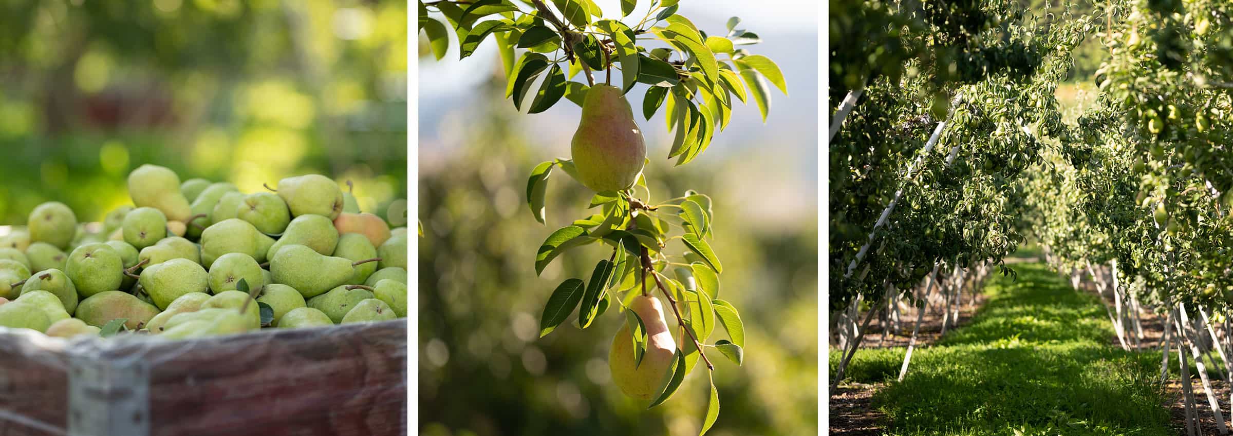 Rainier Pear Gallery - Rainier Fruit