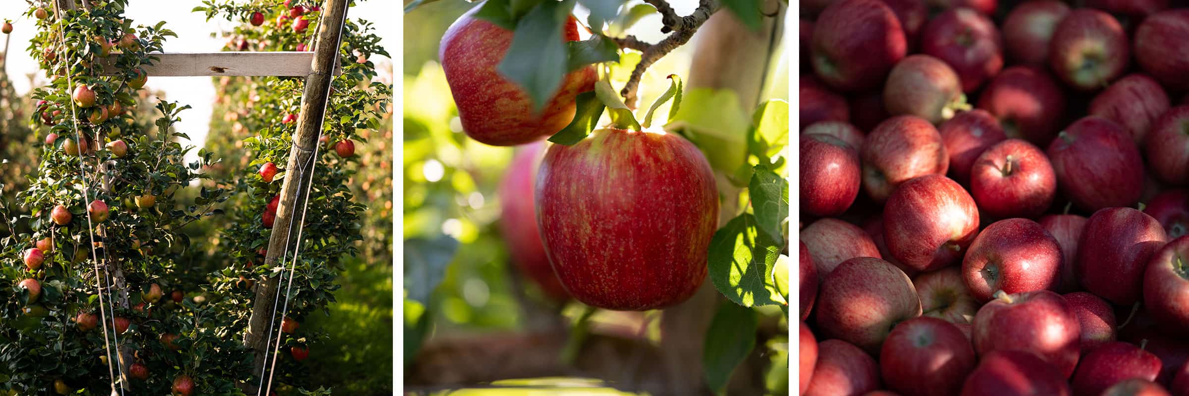Rainier Gallery Apples - Rainier Fruit